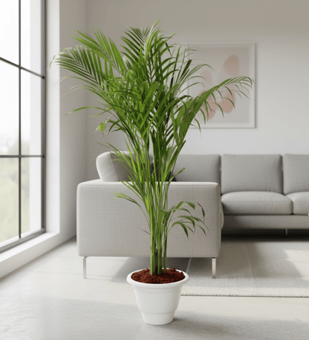Areca Palm (~ 3Ft) in 10 Inch Classy White Plastic Pot - Air Purifying Special Indoor Plant