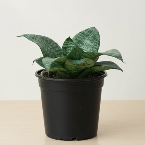 Bird's Nest Snake Plant/Snake Plant Green in 4 Inch Nursery Pot