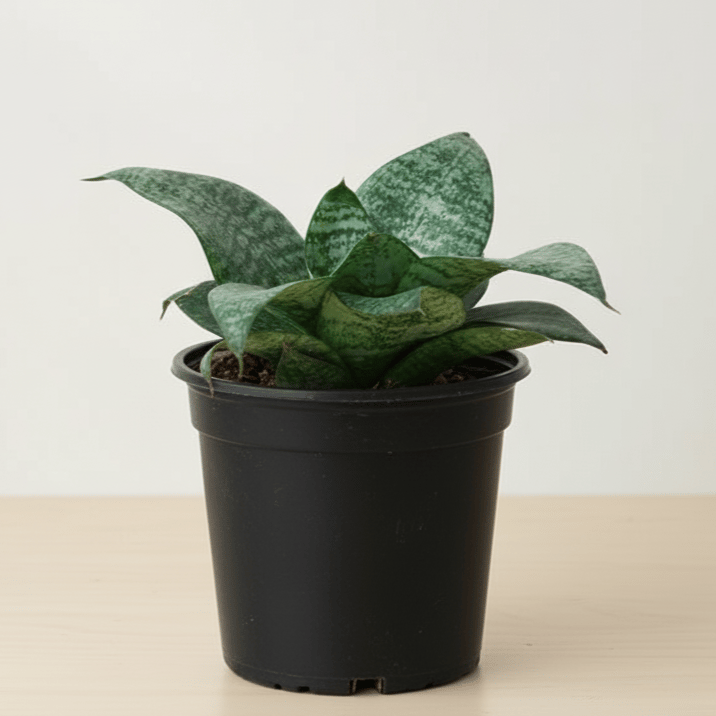Bird's Nest Snake Plant/Snake Plant Green in 4 Inch Nursery Pot