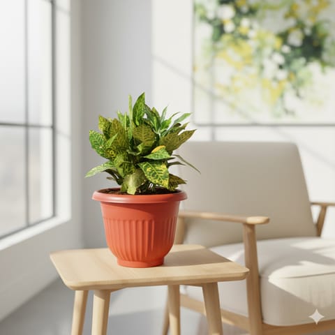 Baby Croton Gold Star in 8 Inch Terracotta Red Olive Plastic Pot