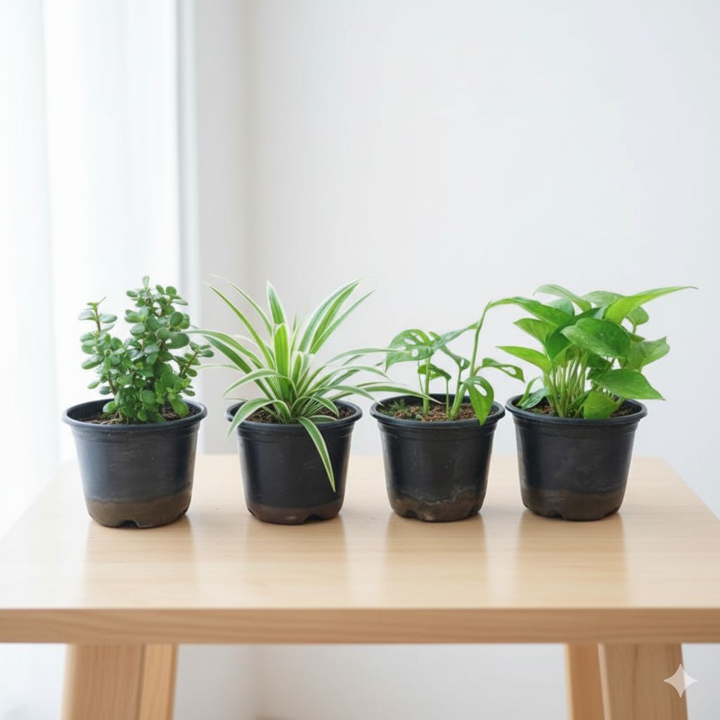 Living Luck Bundle - Set of 4 - Money Plant Green, Jade, Monstera Broken Heart & Spider in 4 Inch Nursery Pot