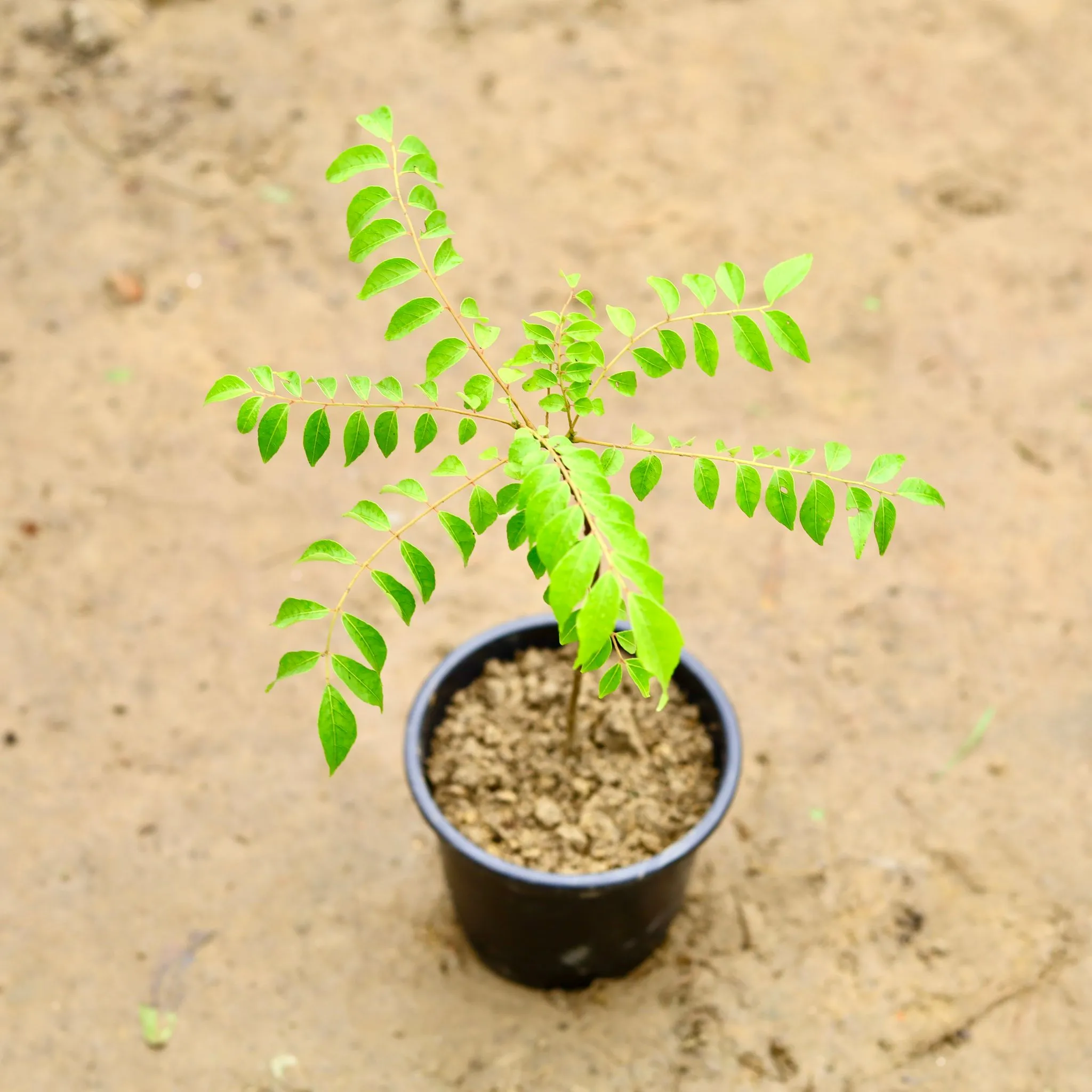 Curry Leaf / Curry Patta in 6 Inch Nursery Pot