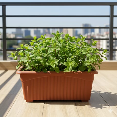 Mint in 14 Inch Brown Premium Jupiter Rectangular Window Planter