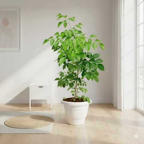 China Doll / Radermachera in 10 Inch White Classy Plastic Pot