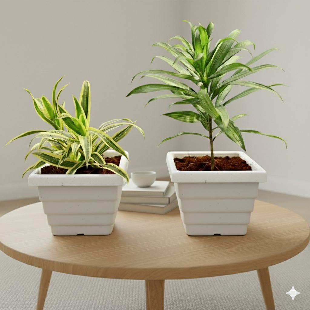 Set of 2 - (Dracaena Messenger and Song of India) in 6 Inch White Marble Premium Orchid Square Plastic Pot