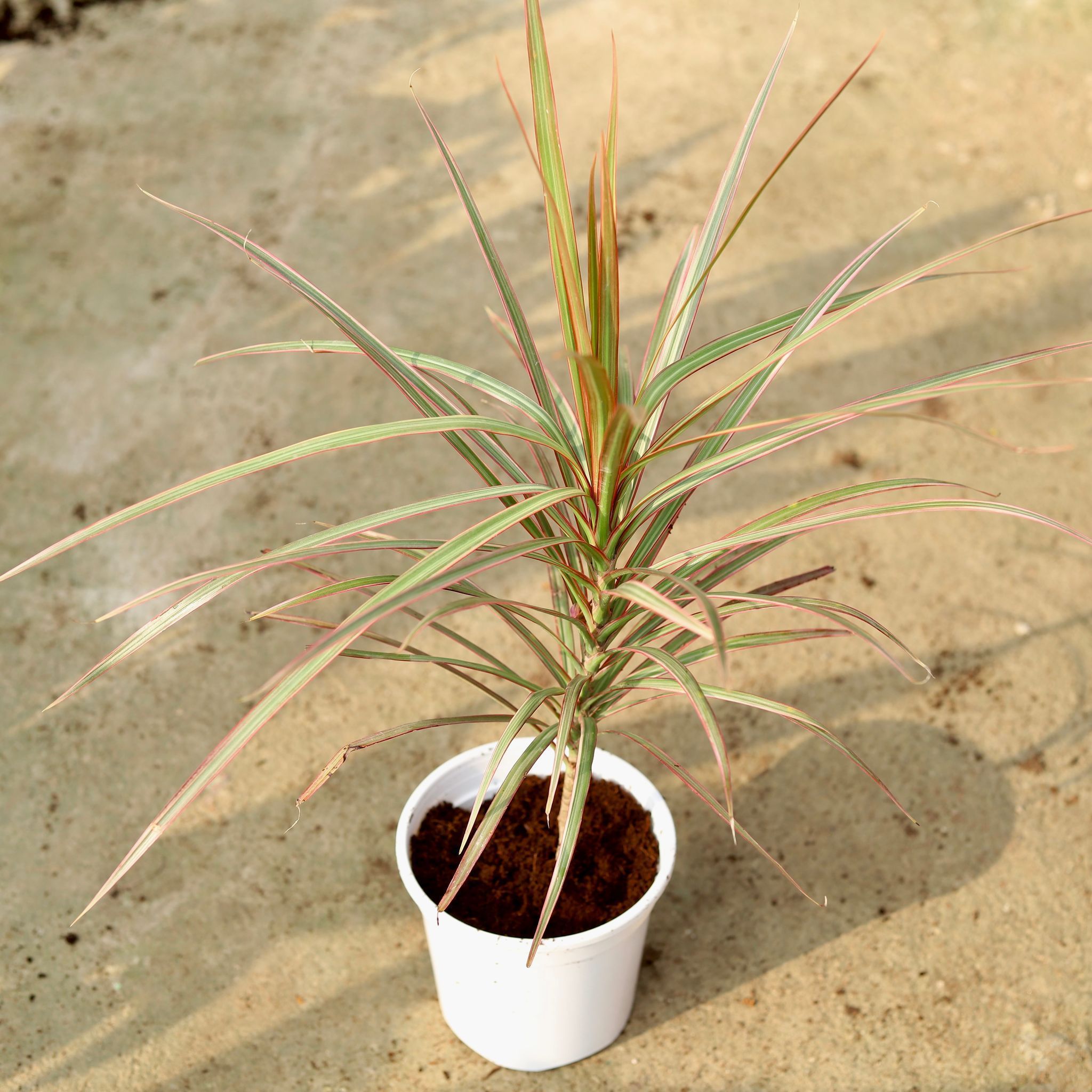 Dracaena Colorama / Marginata Red in 6 Inch White Super Nursery Pot