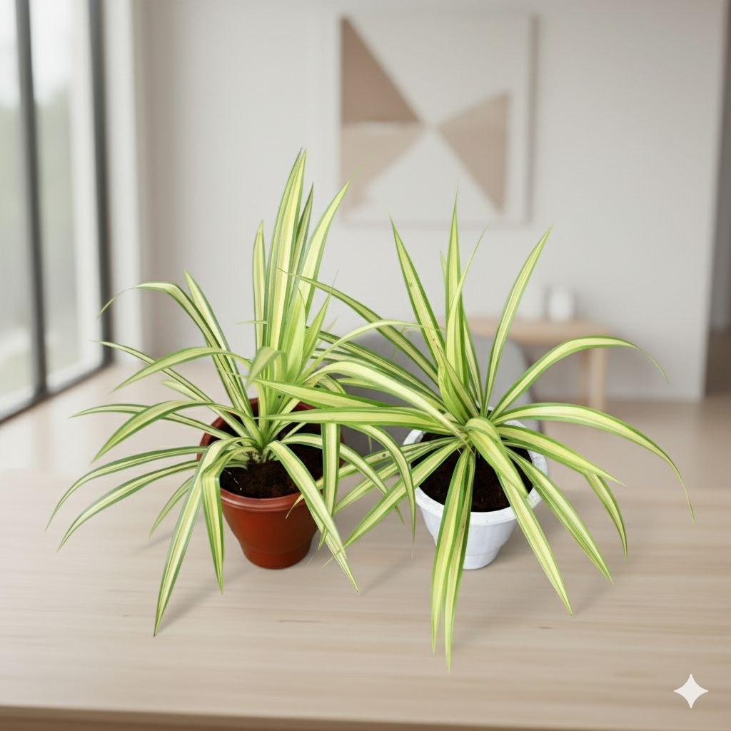 Set of 2 - Pandanus / Screwpine in 10 Inch Classy Red & White Plastic Pot