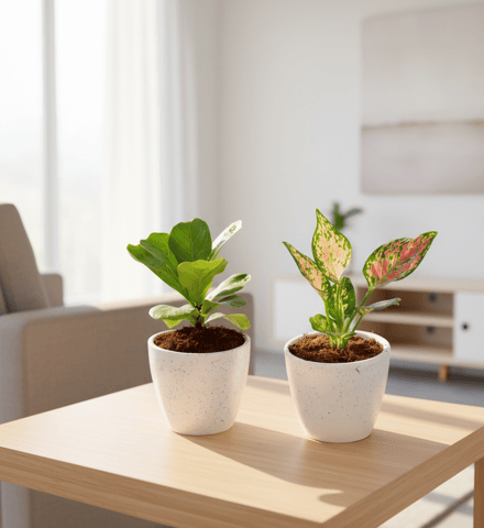 Perfect Festive Combo - Set of 2 - Fiddle Leaf Fig / Ficus Lyrata & Aglaonema Pink Dalmatian in 4 Inch Classy White Cup Ceramic Pot