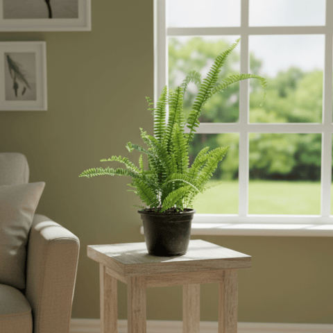 Boston Fern in 6 Inch Nursery Pot