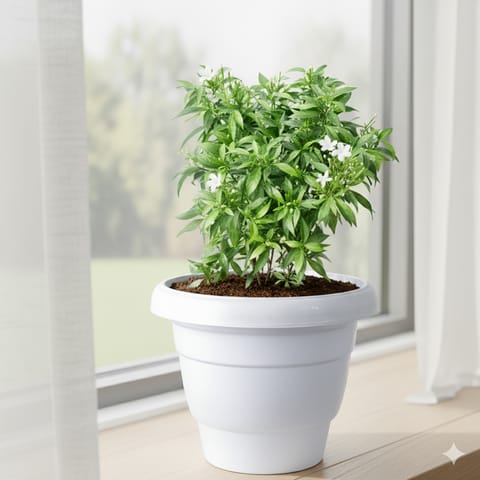 Chandni White in 10 Inch Classy White Plastic Pot