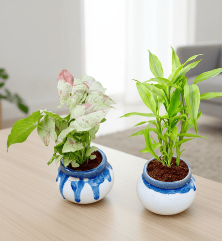 Perfect Festive Combo - Set of 2 - Syngonium Milky & Golden Lucky Bamboo in 4 Inch Blue Shaded Handi Ceramic Pot