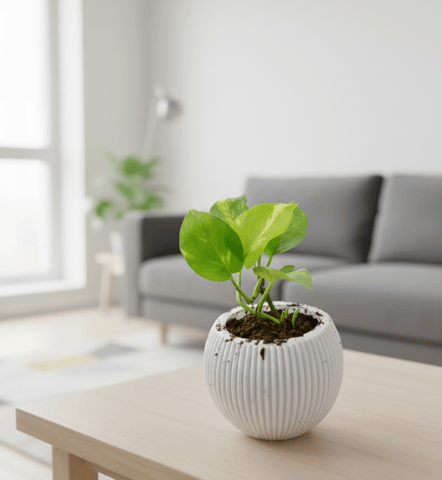 Money Plant Green in 5 Inch White Wave Ceramic Pot