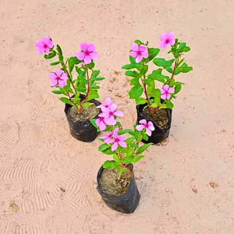 Set of 3 - Periwinkle / Vinca / Sadabahar Desi in 4 inch Nursery Bags