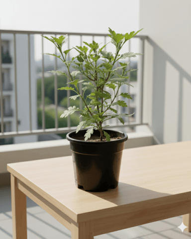 Chrysanthemum / Guldawari / Guldaudi (Any Colour) in 4 Inch Nursery Pot