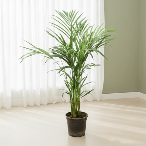Areca Palm in 6 Inch Nursery Pot