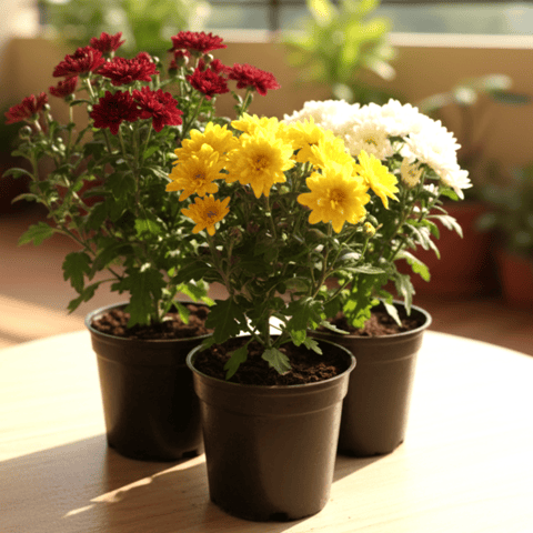 Bundle of Joy- Set of 3 - Chrysanthemum / Guldaudi / Shavanthi (any colour) in 4 Inch Nursery Pot