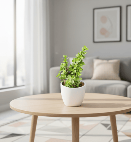 Gift Ready - Jade in 4 inch Classy White Cup Ceramic Pot With a Chic Bag