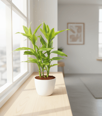 Lucky Bamboo in 4 Inch White Premium Orchid Round Plastic Pot