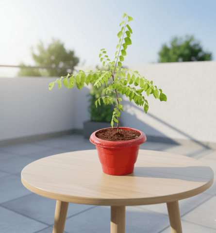 Curry Patta in 6 Inch Classy Red Plastic Pot