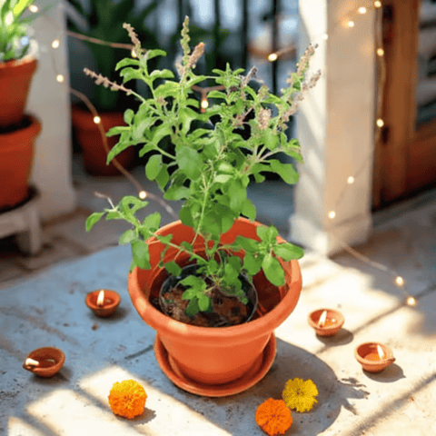 Festive Special - Rama Tulsi in 7 Inch Classy Red Plastic Pot with Tray