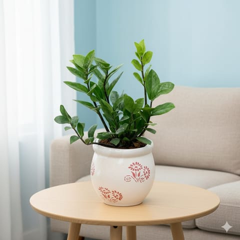 Gift Ready - Zz Green in 5 Inch Round Nest Ceramic Pot (Any Colour) With a Chic Bag