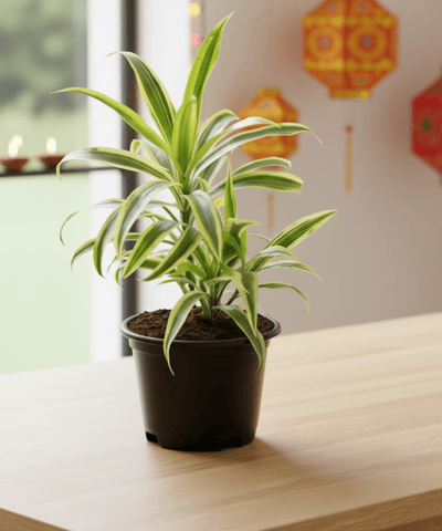 Song of India in 6 Inch Nursery Pot