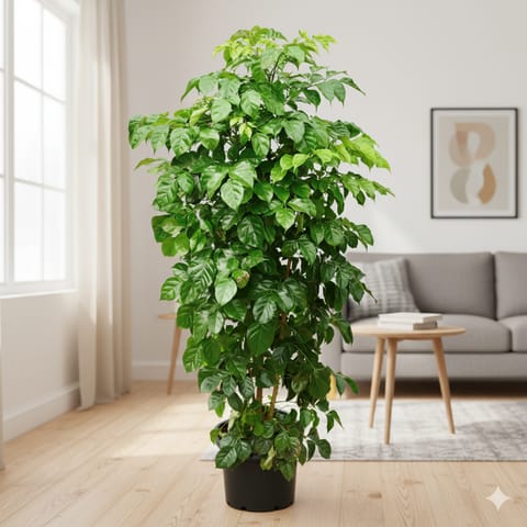 Radermachera / China Doll (~3 Ft) in 10 Inch Nursery pot