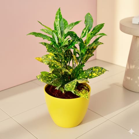 Baby Croton in 6 Inch Yellow Premium Orchid Round Plastic Pot (any colour)