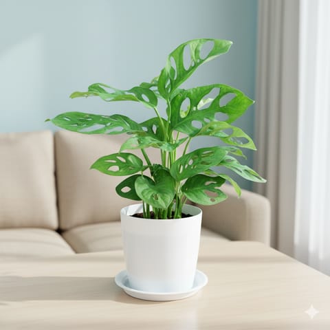 Gift Ready - Monstera Broken Heart in 5 Inch White Premium Sphere Plastic Pot with Tray With a Chic Bag