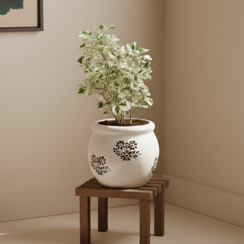 Aralia White in 6 Inch Blossom Ceramic Pot