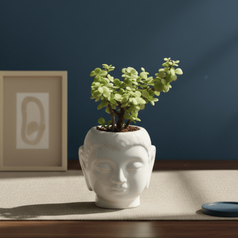 Gift Ready - Lucky Jade in 3 Inch Buddha Ceramic Planter (any colour) With a Chic Bag