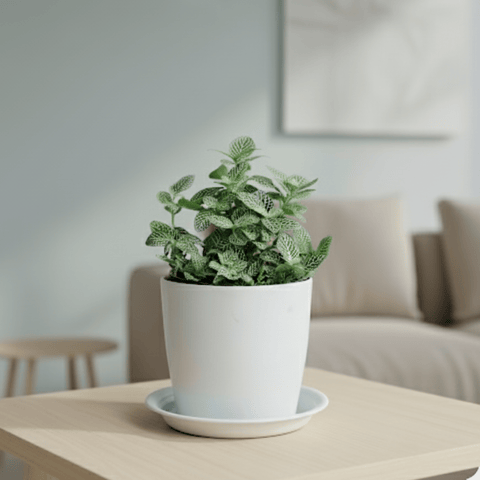 Gift Ready - Fittonia Green in 5 Inch White Premium Sphere Plastic Pot with Tray With a Chic Bag