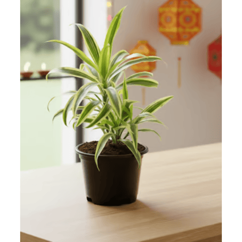Song Of India in 6 Inch Nursery Pot