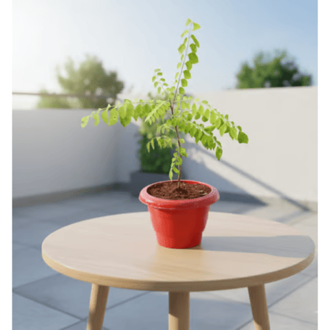 Curry Patta in 6 Inch Red Classy Plastic Pot