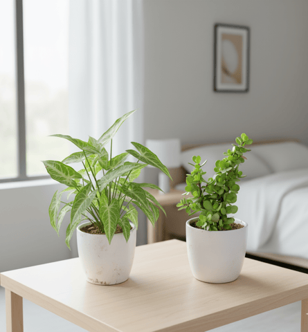 Set of 2 - Syngonium & Jade in 4 inch Classy White Cup Ceramic Pot