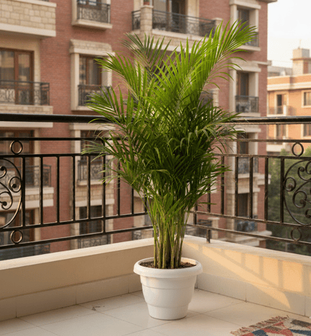 Areca Palm (~ 4 Ft) in 10 Inch White Classy Plastic Pot
