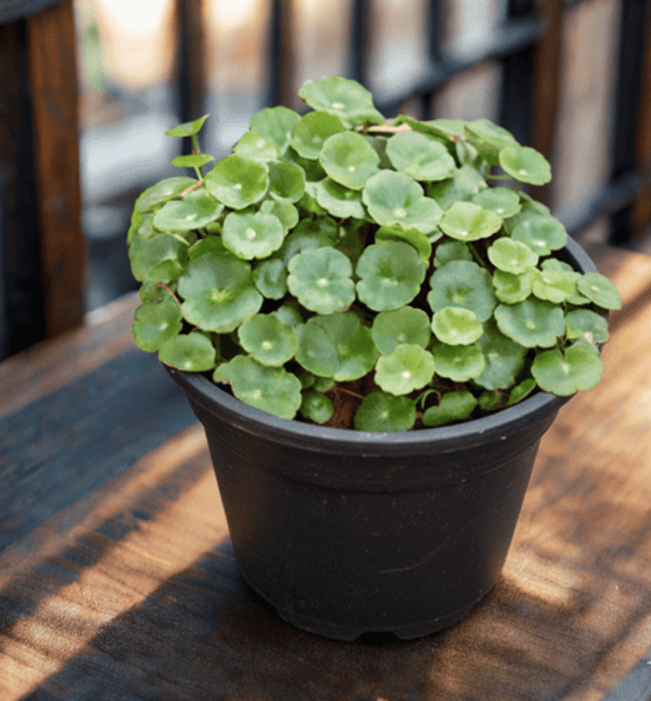 Pennywort / Coin Plant / Brahmi Dollar Plant in 5 Inch Nursery Pot