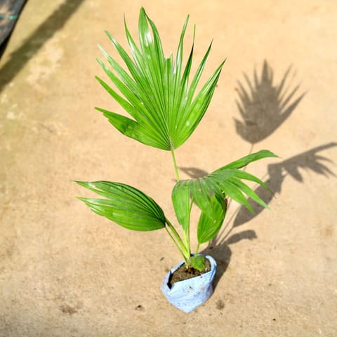 China Palm / Fan Palm in 4 Inch Nursery Bag