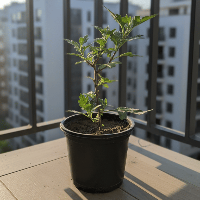 Chrysanthemum / Guldaudi / Guldawari (any colour) in 4 Inch Nursery Pot