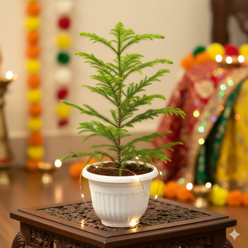 Araucaria / Christmas Tree in 8 Inch White Olive Plastic Pot