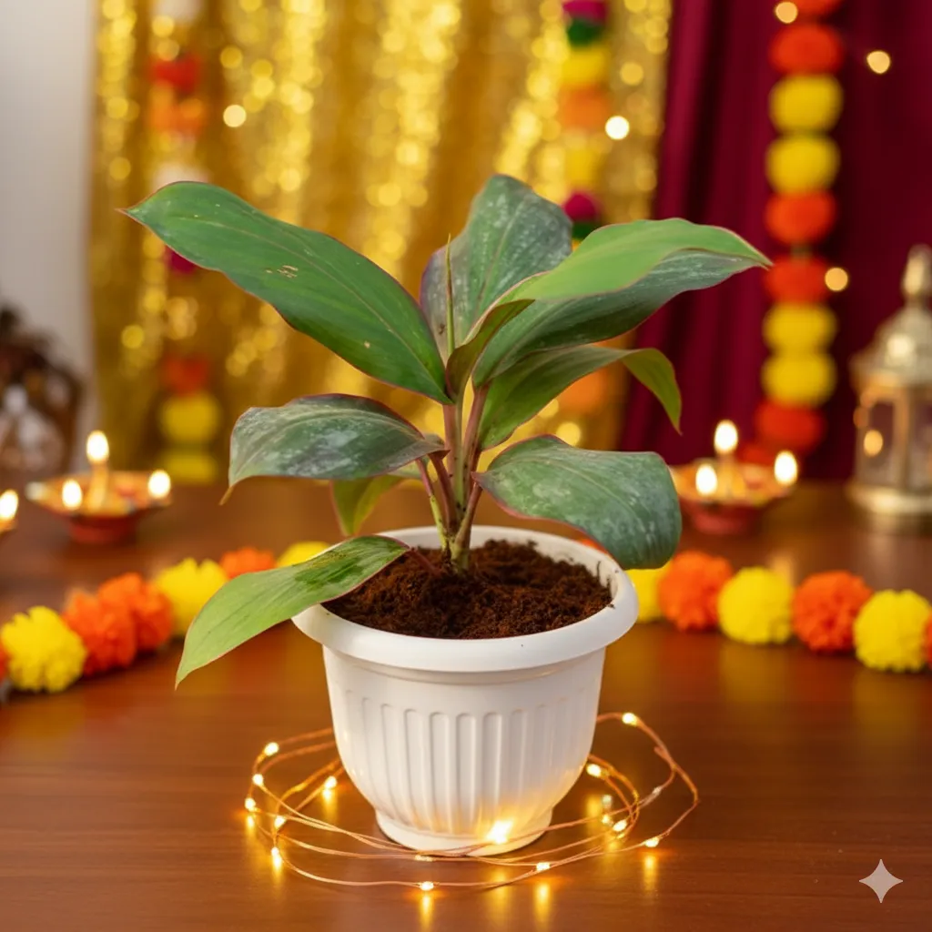 Dracaena Kedarnath in 8 Inch White Olive Plastic Pot