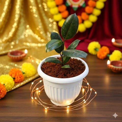 Rubber Black in 8 Inch White Olive Plastic Pot