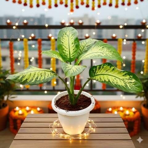 Dieffenbachia Seguine in 10 Inch White Classy Plastic Pot