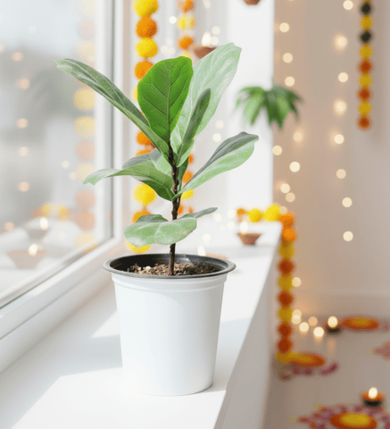 Fiddle Leaf Fig / Ficus Lyrata in 4 Inch Nursery Pot