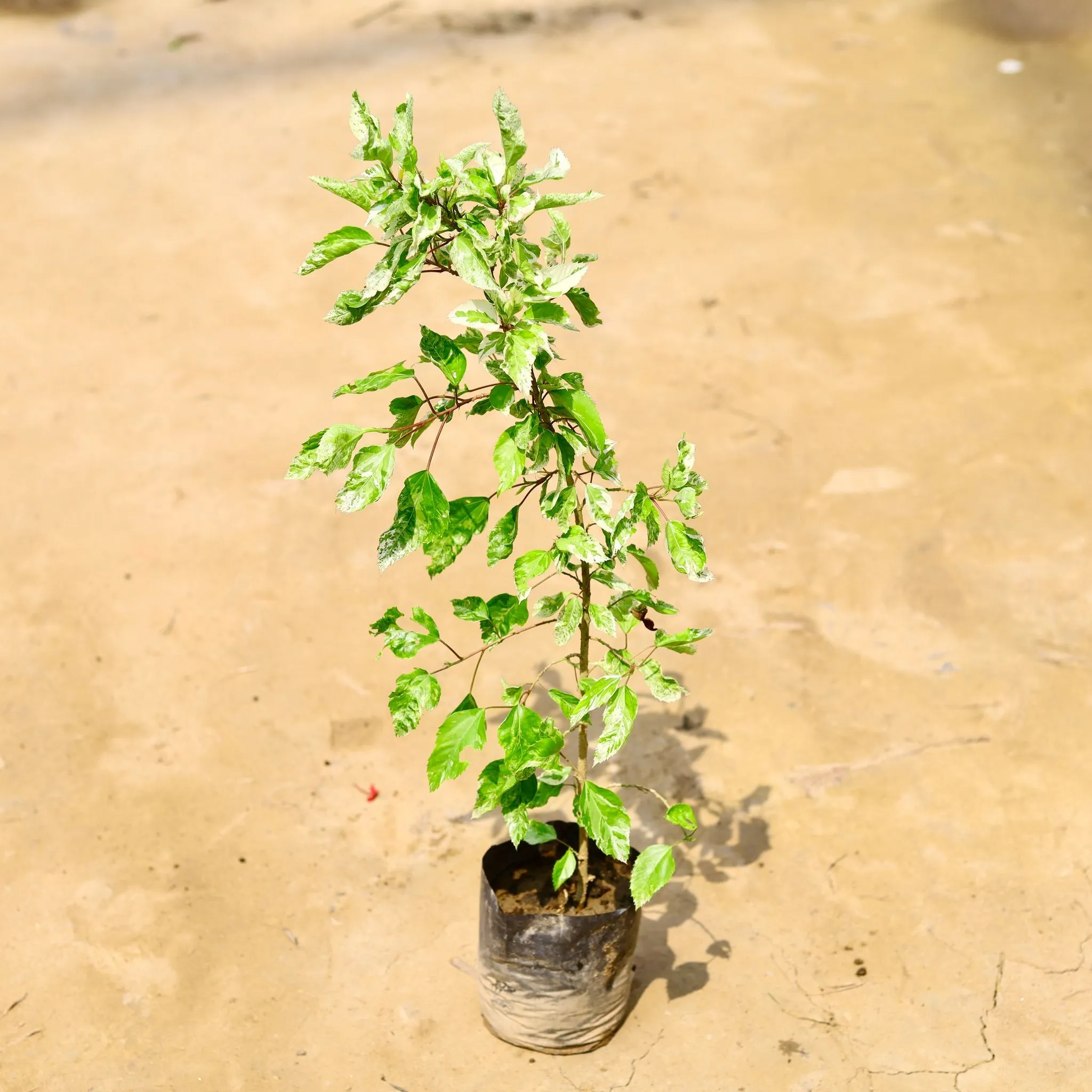 Hibiscus Variegated / Gudhal in 5 Inch Nursery Bag