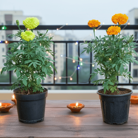 Set of 2 - Marigold / Genda (Orange & Yellow) (~ 1 Ft) in 4 Inch Nursery Pot