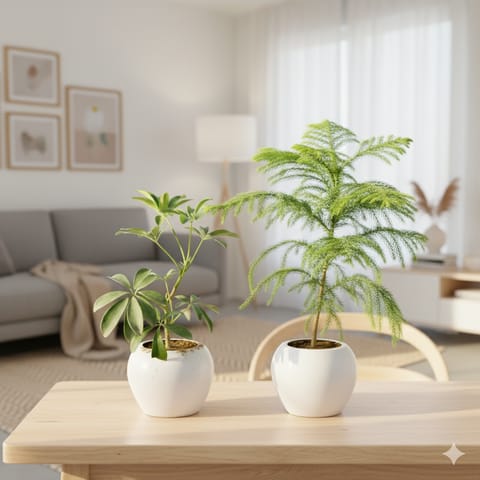 Set of 2 - Araucaria / Christmas Tree & Schefflera Variegated in 6 inch Classy White Apple Plastic Pot