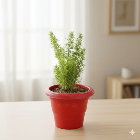 Asparagus Mary in 6 Inch Classy Red Plastic Pot