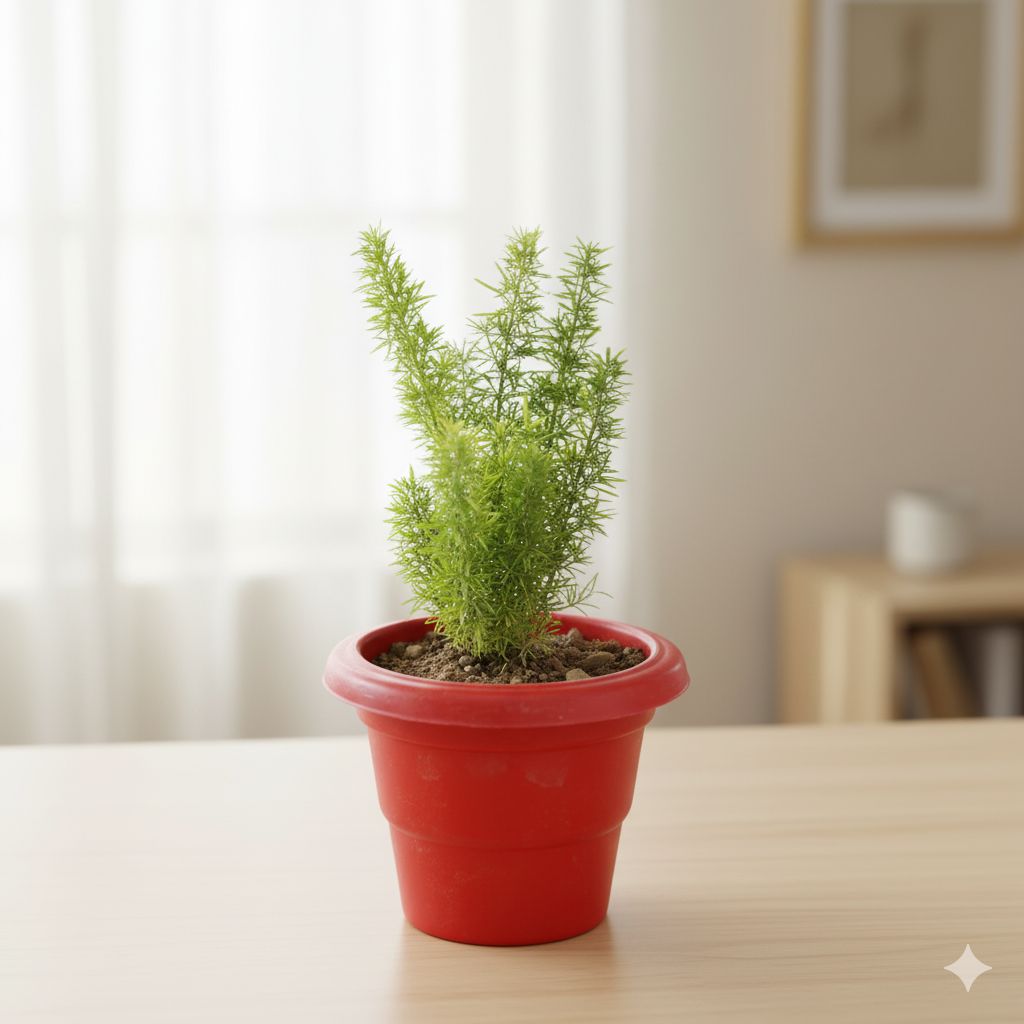 Asparagus Mary in 6 Inch Classy Red Plastic Pot