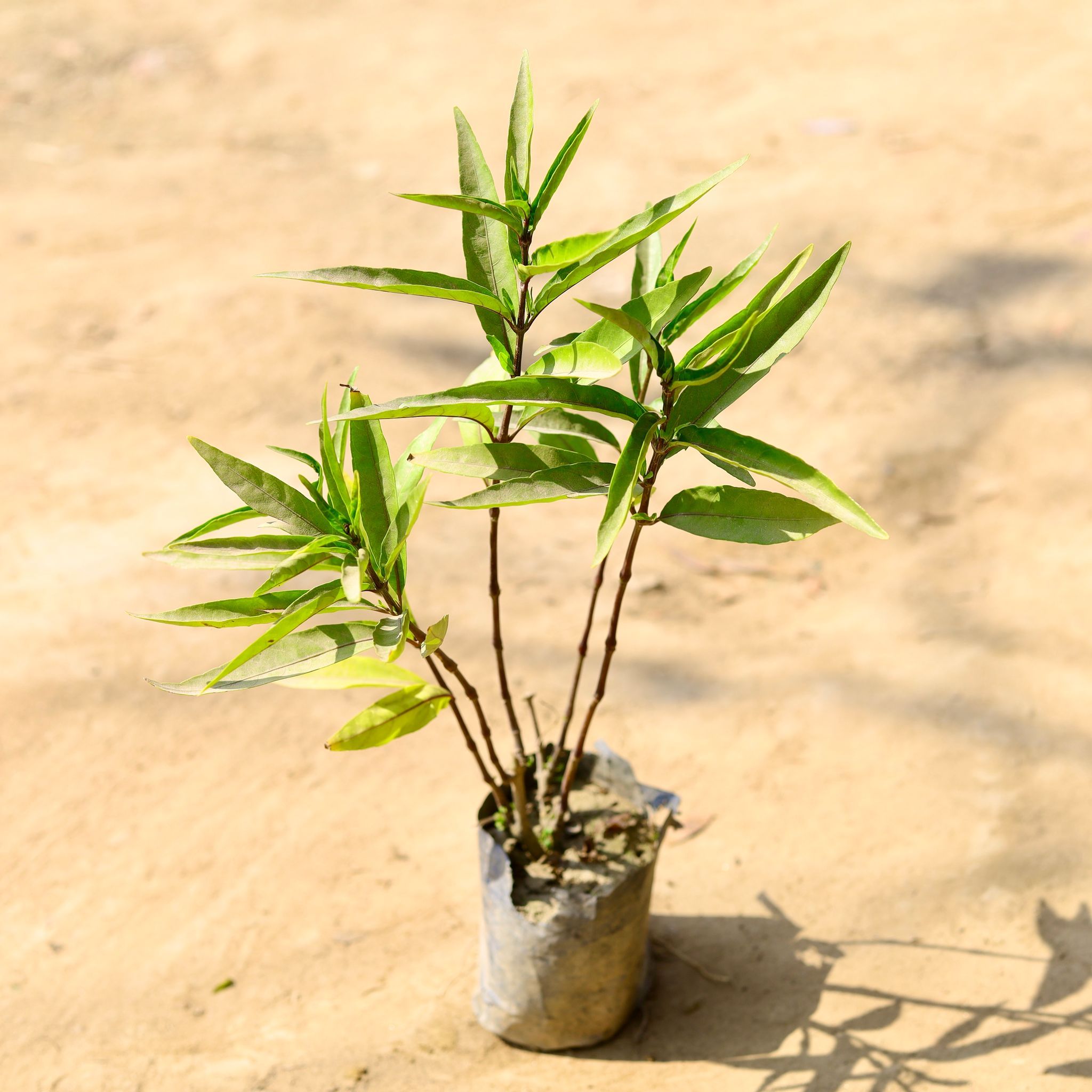 Sukh Shanti in 4 Inch Nursery Bag